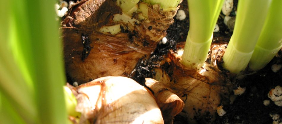 Flower bulbs closeup