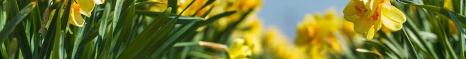 bollen-bloemen-netwerk-greenport-duin-en-bollenstreek